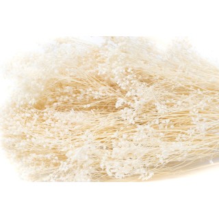 Dried Broom white / cream bulk sale Phocealys wholesale supplier professionals