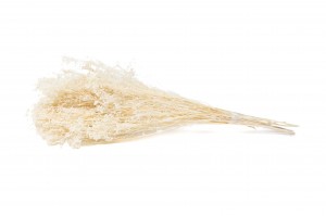 Broom sec blanc / crème vente en vrac Phocealys grossiste fournisseur pros