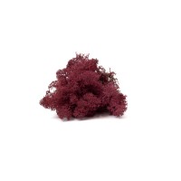PHOCEALYS │Lichen stabilisé 500g│vente aux pros│Grossiste
