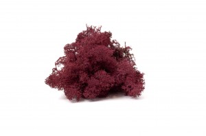 PHOCEALYS │Lichen stabilisé 500g│vente aux pros│Grossiste