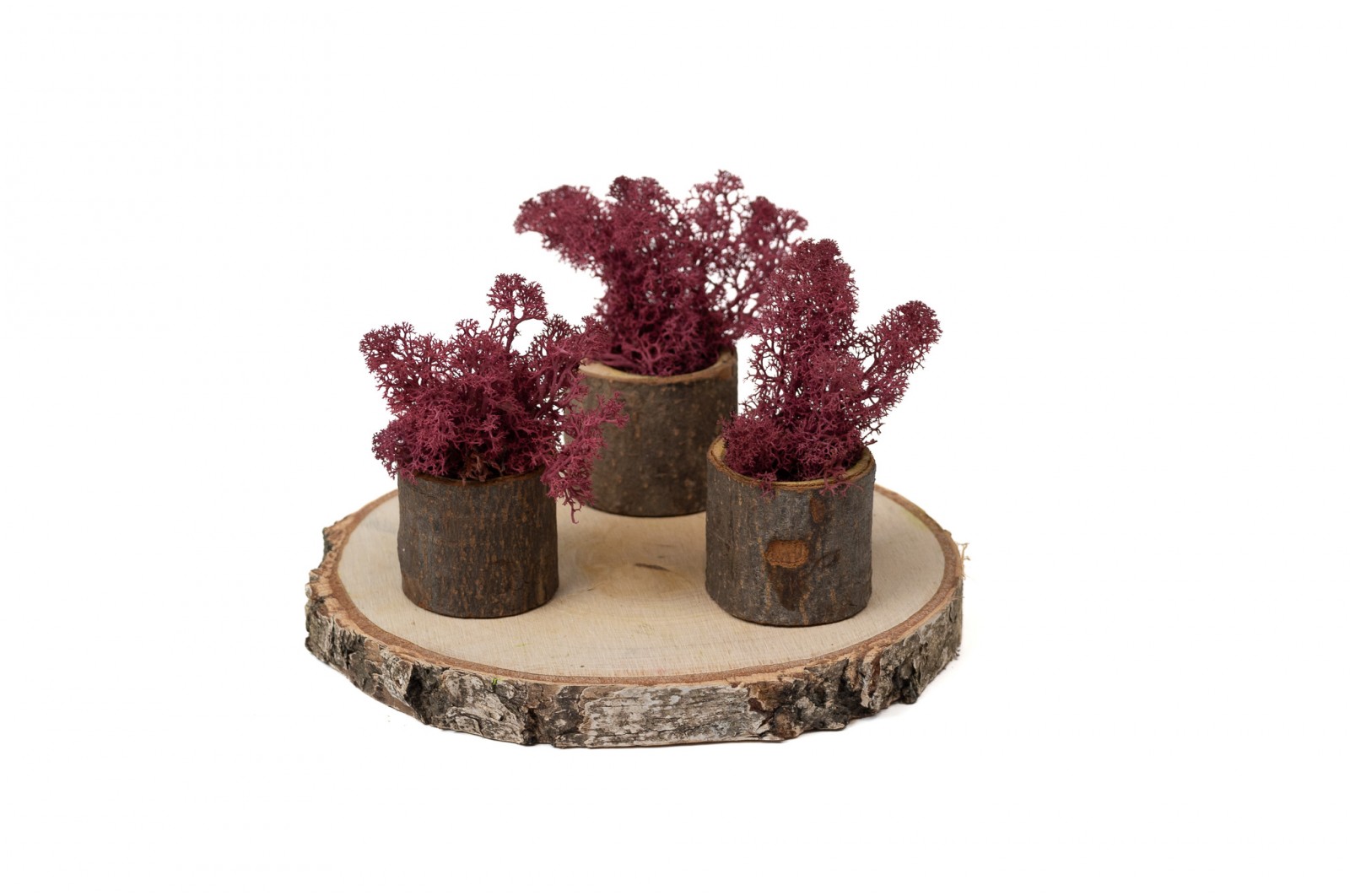 PHOCEALYS │Lichen stabilisé 500g│vente aux pros│Grossiste