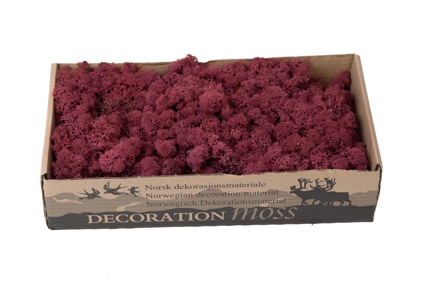 PHOCEALYS │Lichen stabilisé 500g│vente aux pros│Grossiste