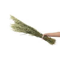 PHOCEALYS │Avoine séchée│vente aux pros│Grossiste en fleurs séchées