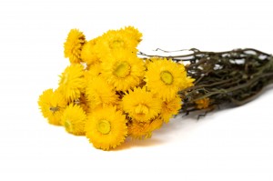 PHOCEALYS│Helichrysum sec│vente aux pros│Grossiste en fleurs séchées