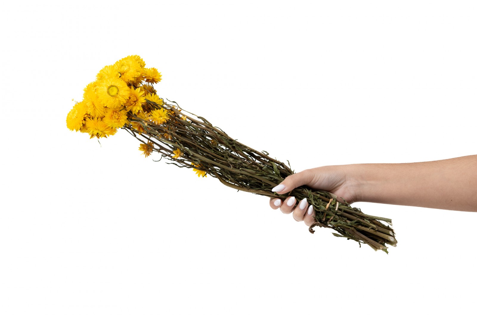 PHOCEALYS│Helichrysum sec│vente aux pros│Grossiste en fleurs séchées