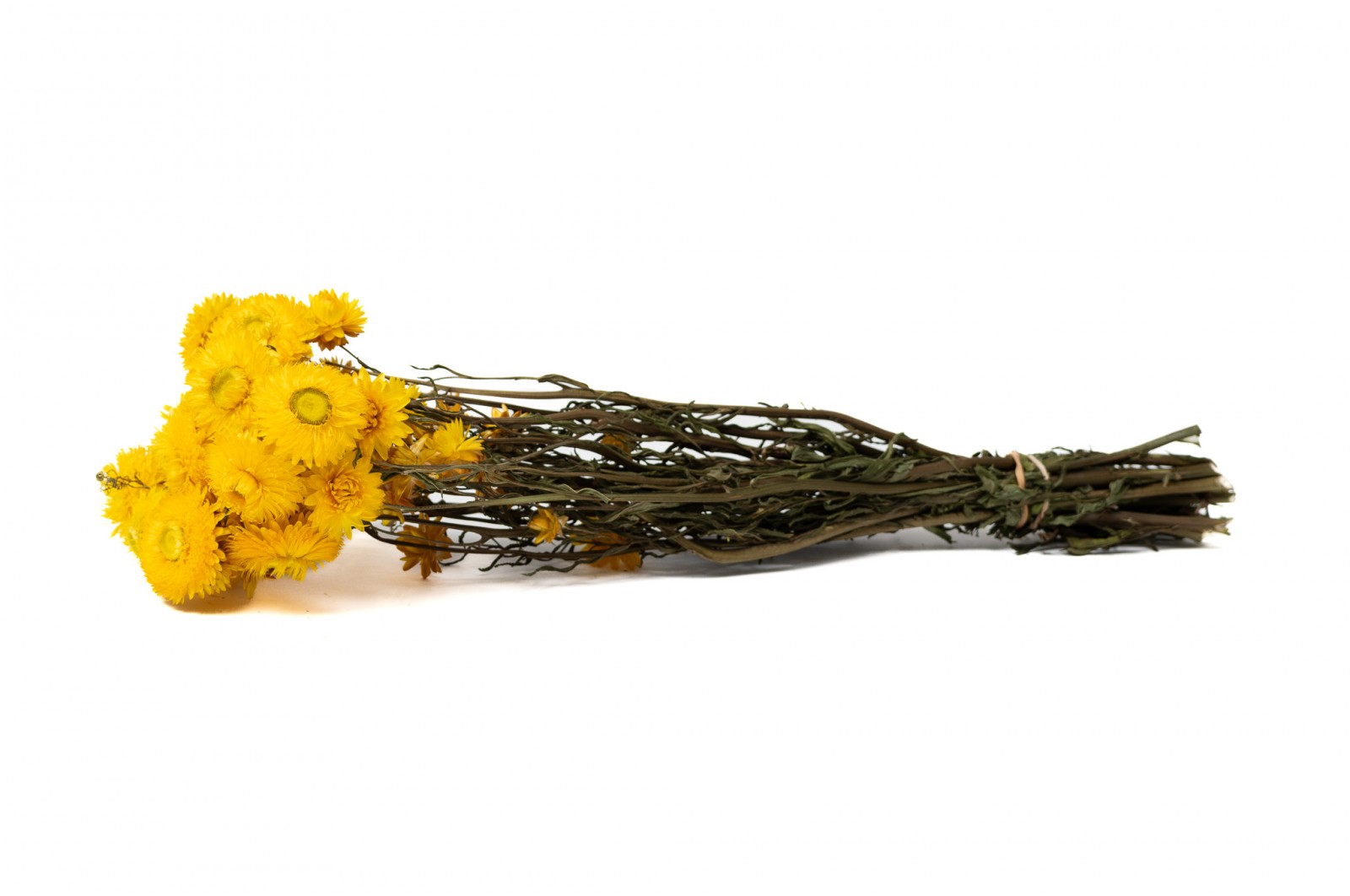 PHOCEALYS│Helichrysum sec│vente aux pros│Grossiste en fleurs séchées