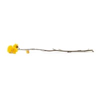 PHOCEALYS│Helichrysum sec│vente aux pros│Grossiste en fleurs séchées