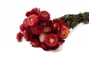 PHOCEALYS│Helichrysum sec│vente aux pros│Grossiste en fleurs séchées