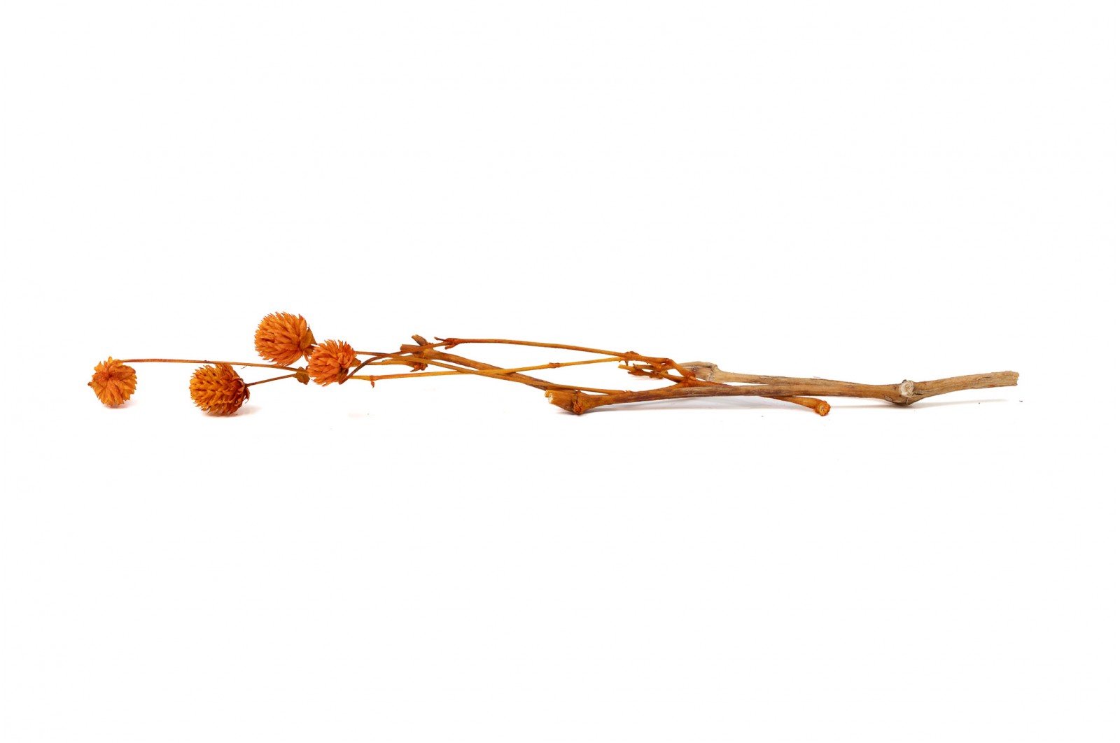PHOCEALYS │Gomphrena Stabilisé│vente aux pros│Grossiste en fleurs stabilisées