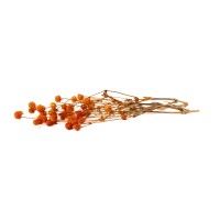 PHOCEALYS │Gomphrena Stabilisé│vente aux pros│Grossiste en fleurs stabilisées