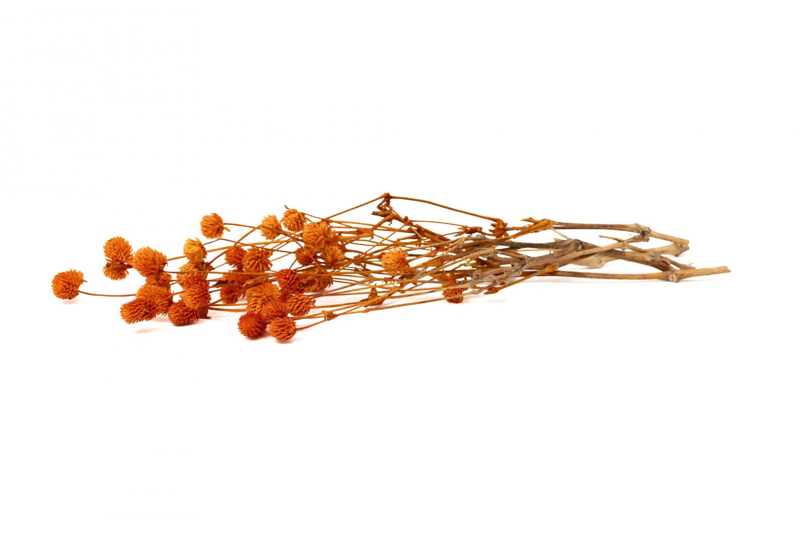PHOCEALYS │Gomphrena Stabilisé│vente aux pros│Grossiste en fleurs stabilisées