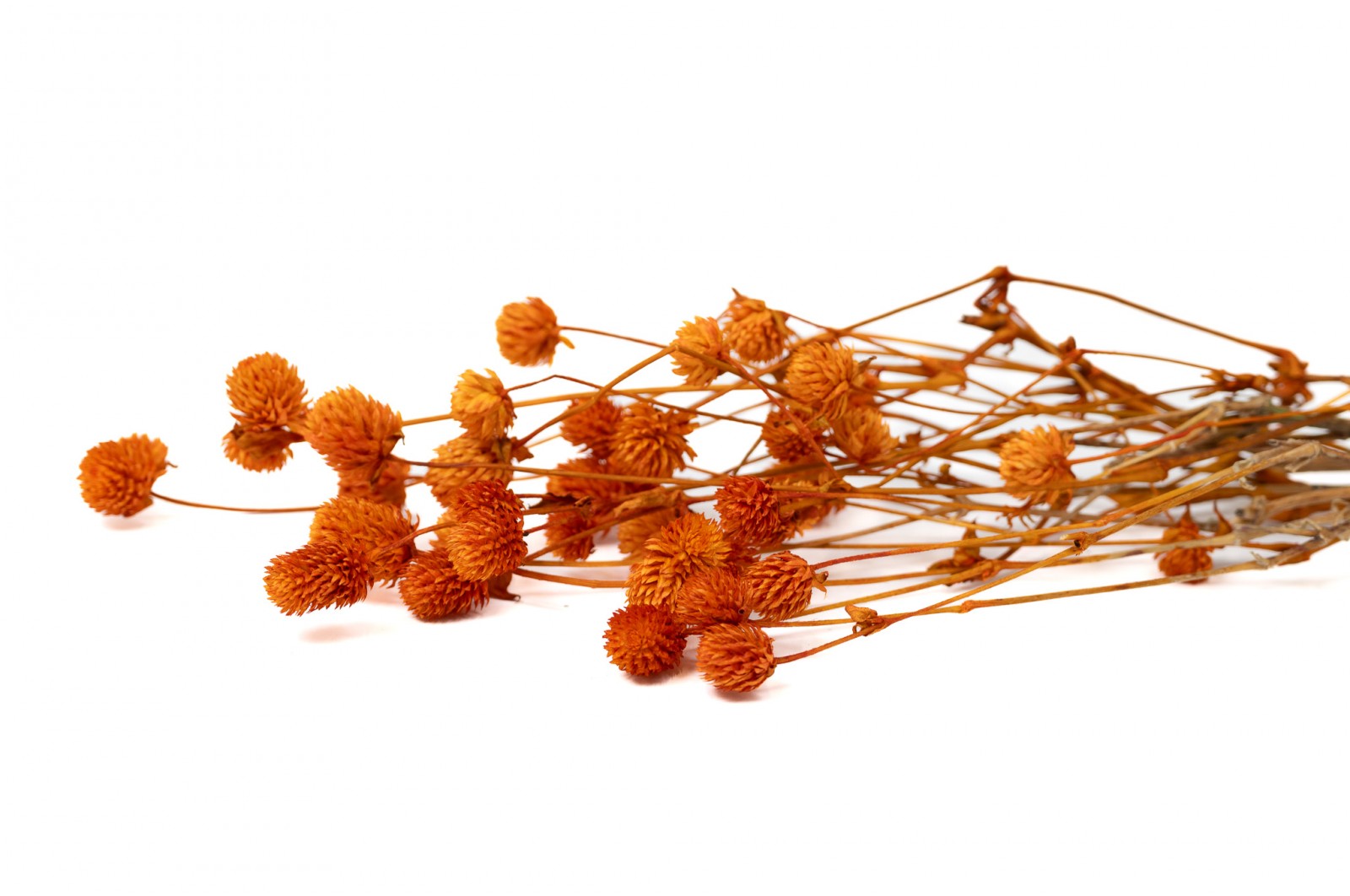 PHOCEALYS │Gomphrena Stabilisé│vente aux pros│Grossiste en fleurs stabilisées