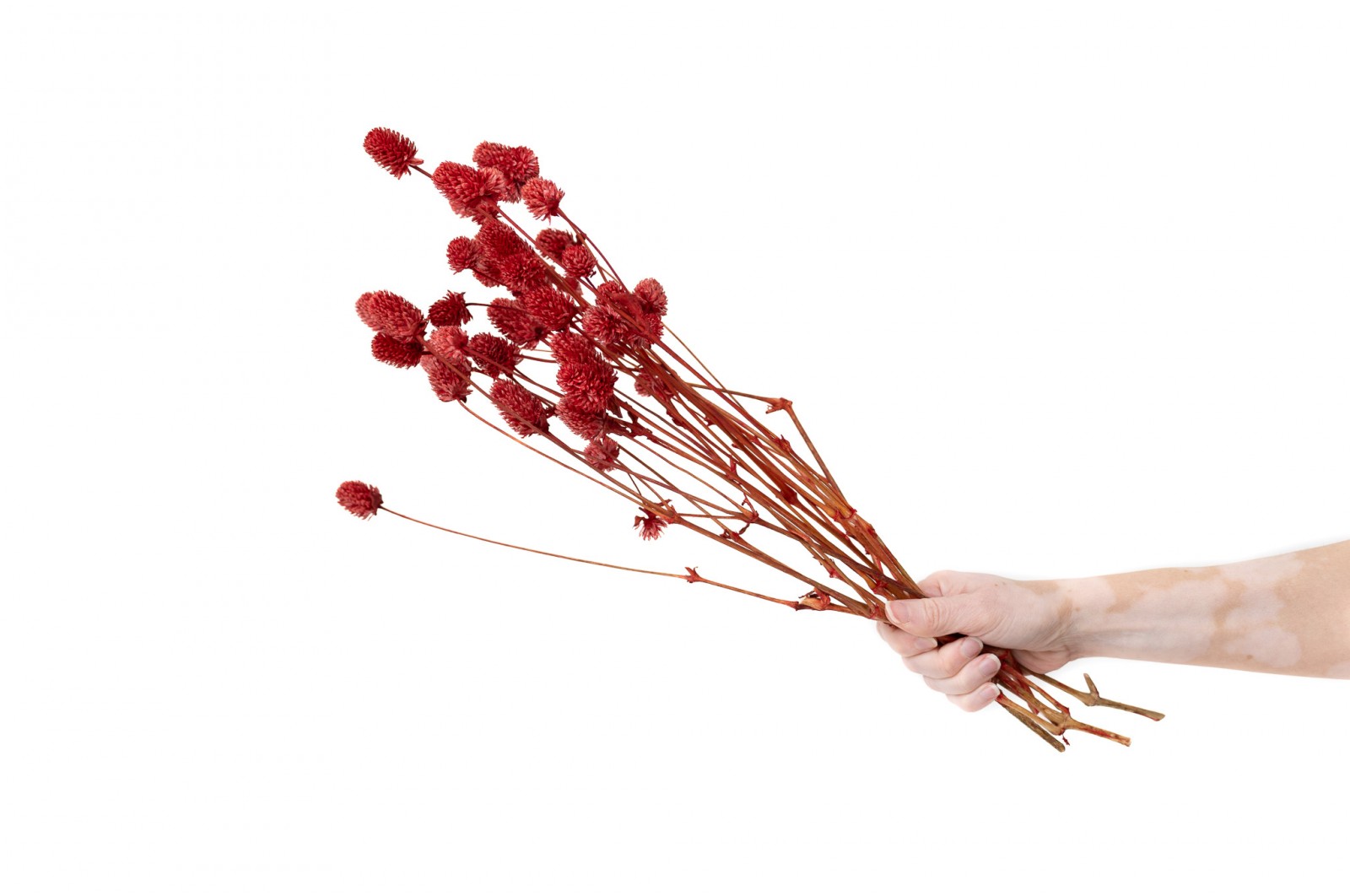 PHOCEALYS │Gomphrena Stabilisé│vente aux pros│Grossiste en fleurs stabilisées