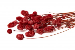 PHOCEALYS │Gomphrena Stabilisé│vente aux pros│Grossiste en fleurs stabilisées