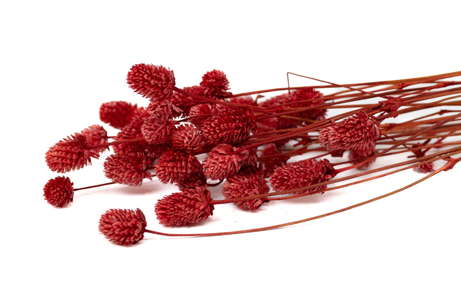 PHOCEALYS │Gomphrena Stabilisé│vente aux pros│Grossiste en fleurs stabilisées
