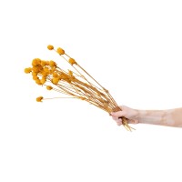 PHOCEALYS │Gomphrena Stabilisé│vente aux pros│Grossiste en fleurs stabilisées