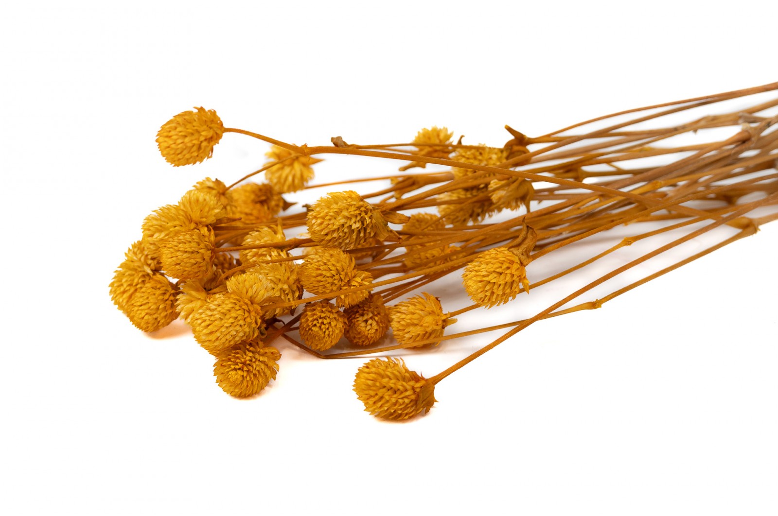 PHOCEALYS │Gomphrena Stabilisé│vente aux pros│Grossiste en fleurs stabilisées