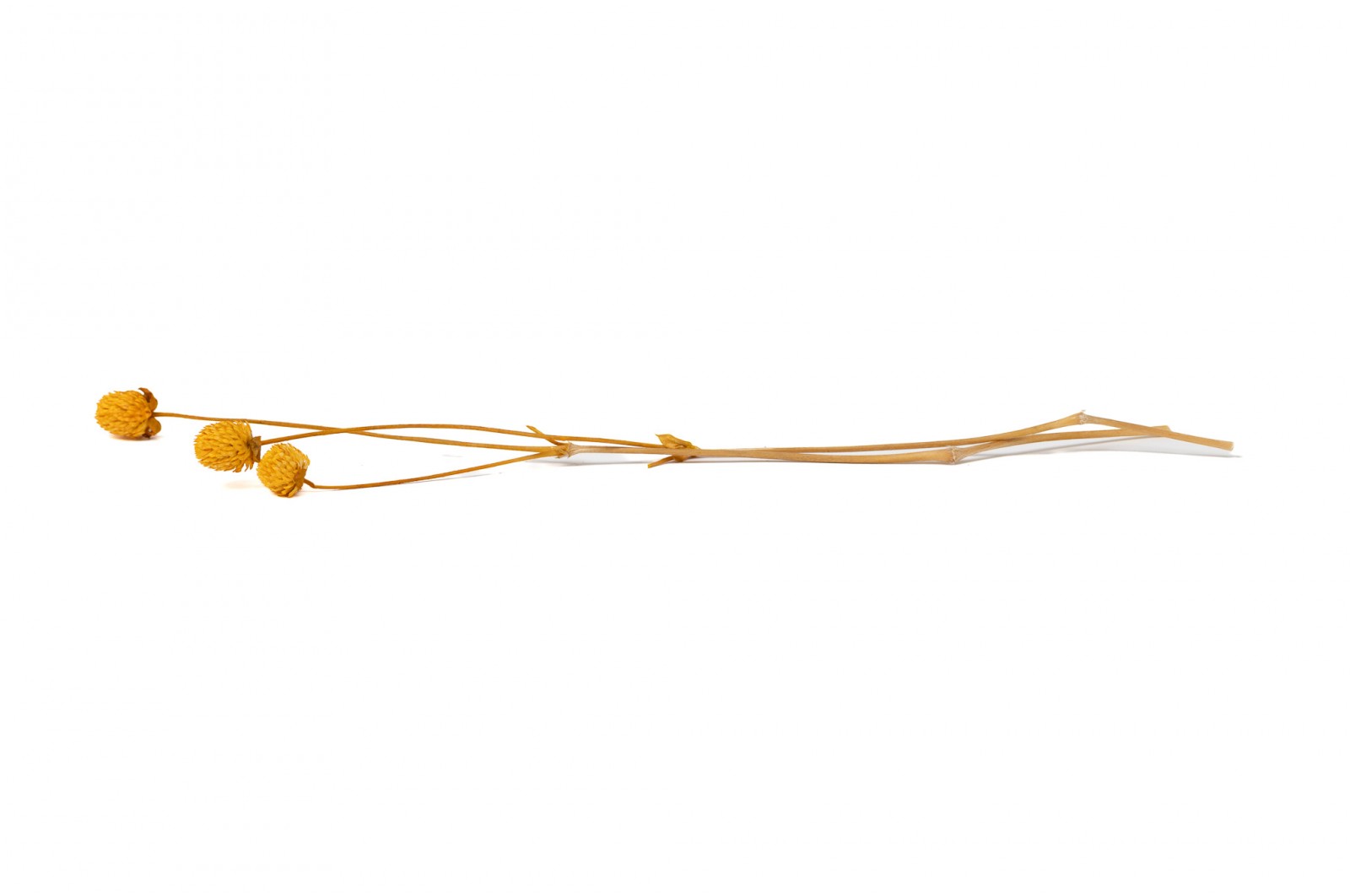 PHOCEALYS │Gomphrena Stabilisé│vente aux pros│Grossiste en fleurs stabilisées