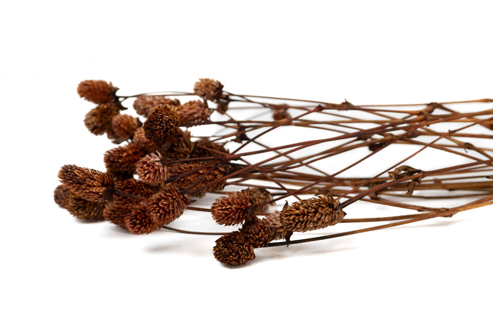 PHOCEALYS │Gomphrena Stabilisé│vente aux pros│Grossiste en fleurs stabilisées