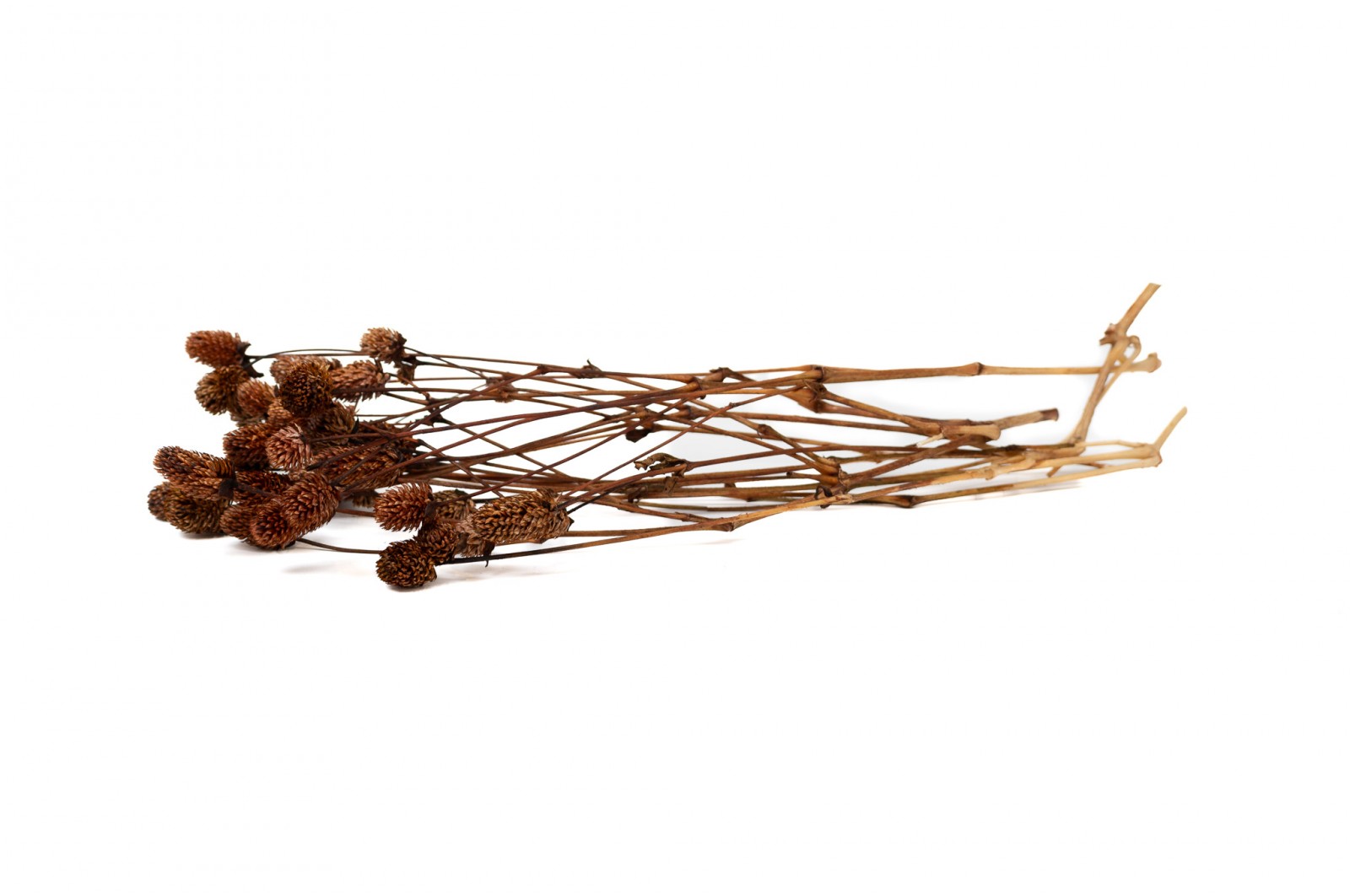 PHOCEALYS │Gomphrena Stabilisé│vente aux pros│Grossiste en fleurs stabilisées