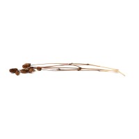 PHOCEALYS │Gomphrena Stabilisé│vente aux pros│Grossiste en fleurs stabilisées