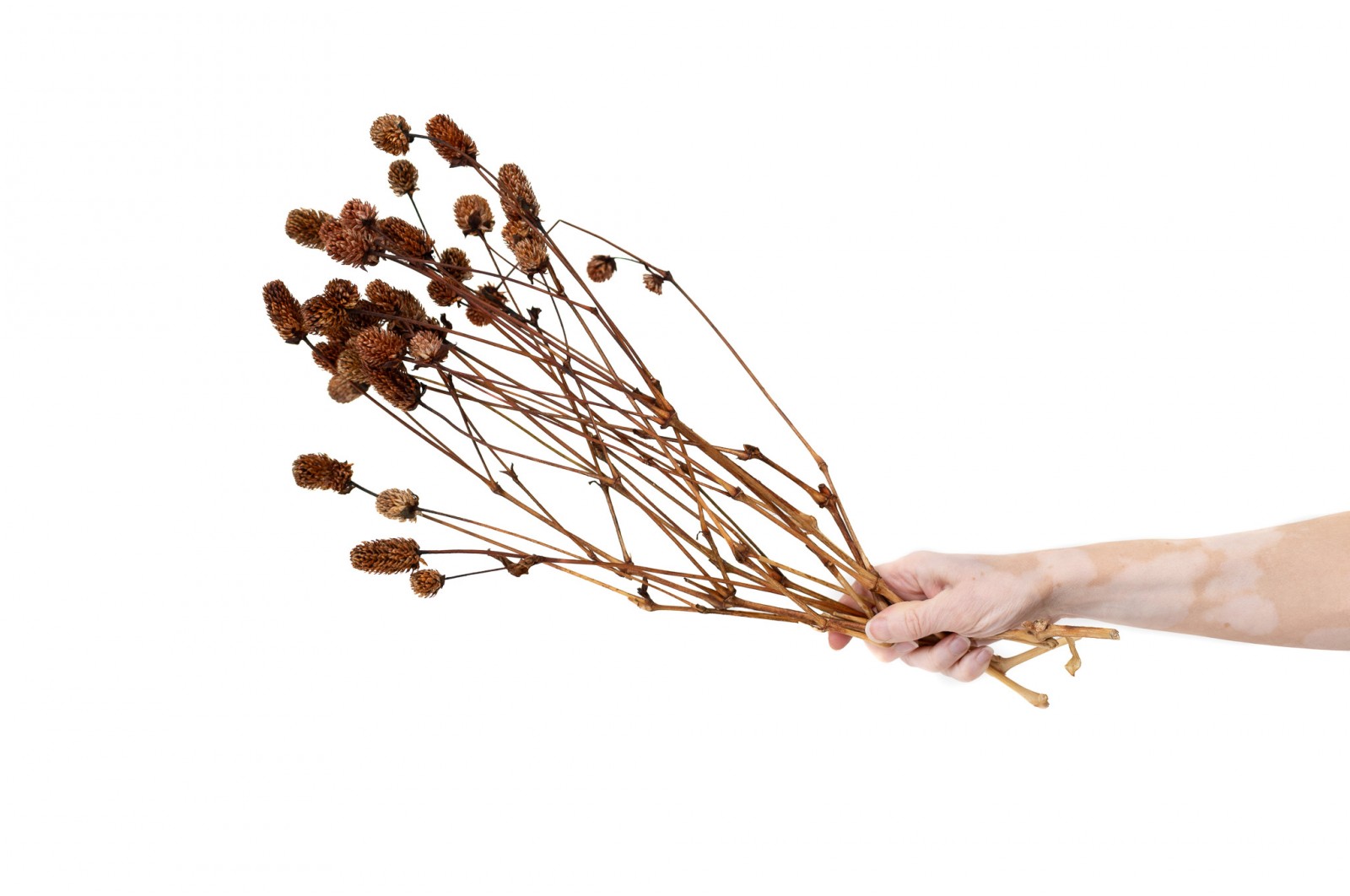 PHOCEALYS │Gomphrena Stabilisé│vente aux pros│Grossiste en fleurs stabilisées
