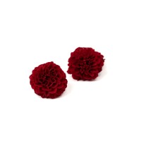 PHOCEALYS│Dahlia stabilisé│vente aux pros│Grossiste
