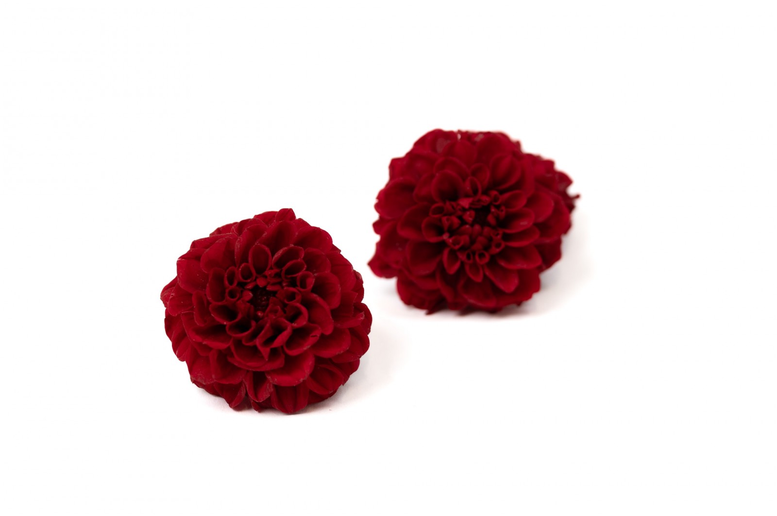 PHOCEALYS│Dahlia stabilisé│vente aux pros│Grossiste