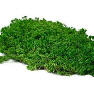 PHOCEALYS│Preserved sphagnum moss│Sale to pros│Wholesaler of preserved plants