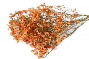 Limonium stabilisé│vente aux pros│Grossiste en végétaux stabilisées