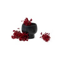 PHOCEALYS│Agapanthe stabilisée│vente aux pros│Grossiste