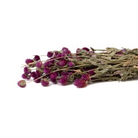 PHOCEALYS │Gomphrena sec│vente aux pros│Grossiste en fleurs séchées