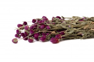 PHOCEALYS │Gomphrena sec│vente aux pros│Grossiste en fleurs séchées