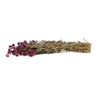 PHOCEALYS │Gomphrena sec│vente aux pros│Grossiste en fleurs séchées