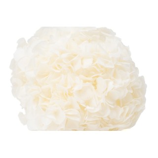 Preserved hydrangea│Sale to pros│Wholesaler of preserved plants