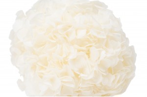 Hortensia stabilisé│vente aux pros│Grossiste en végétaux stabilisées
