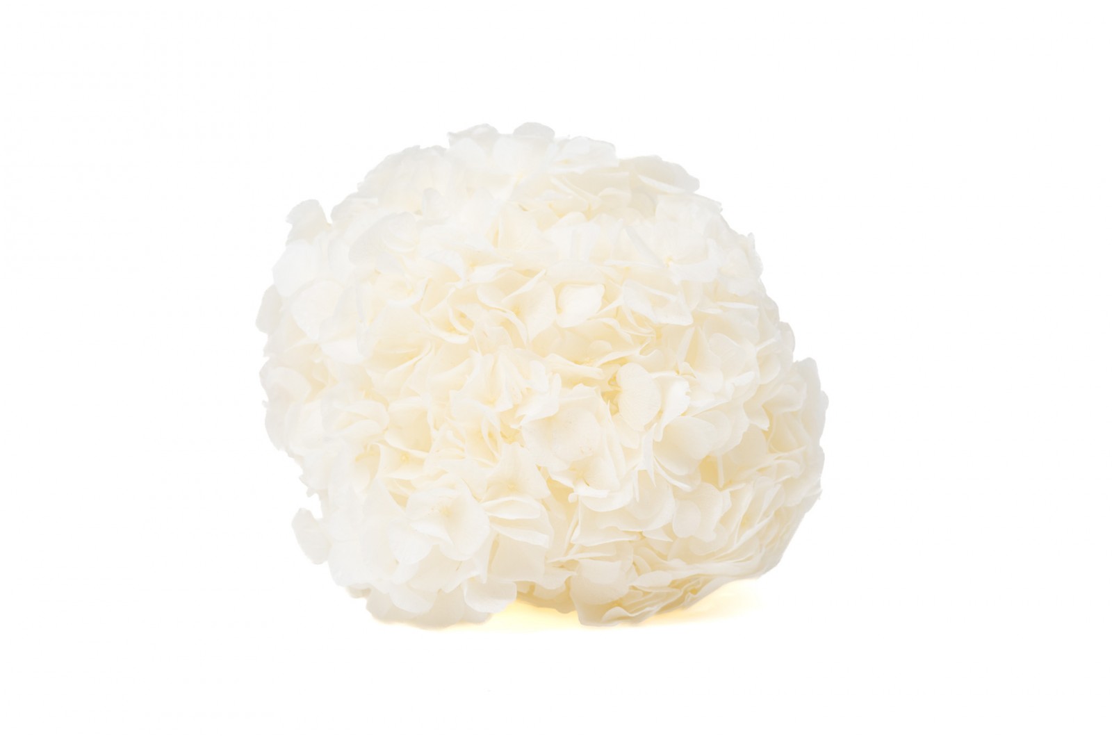Hortensia stabilisé│vente aux pros│Grossiste en végétaux stabilisées