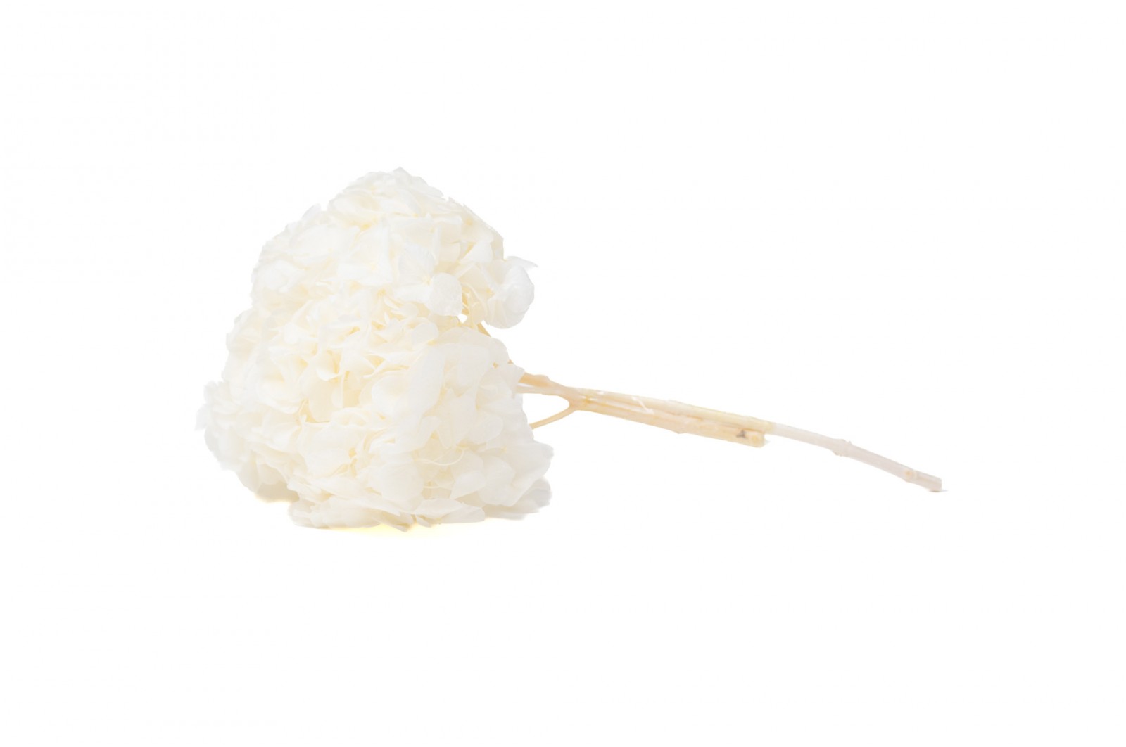 Hortensia stabilisé│vente aux pros│Grossiste en végétaux stabilisées
