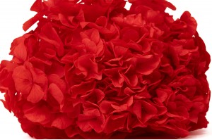 Hortensia stabilisé│vente aux pros│Grossiste en végétaux stabilisées
