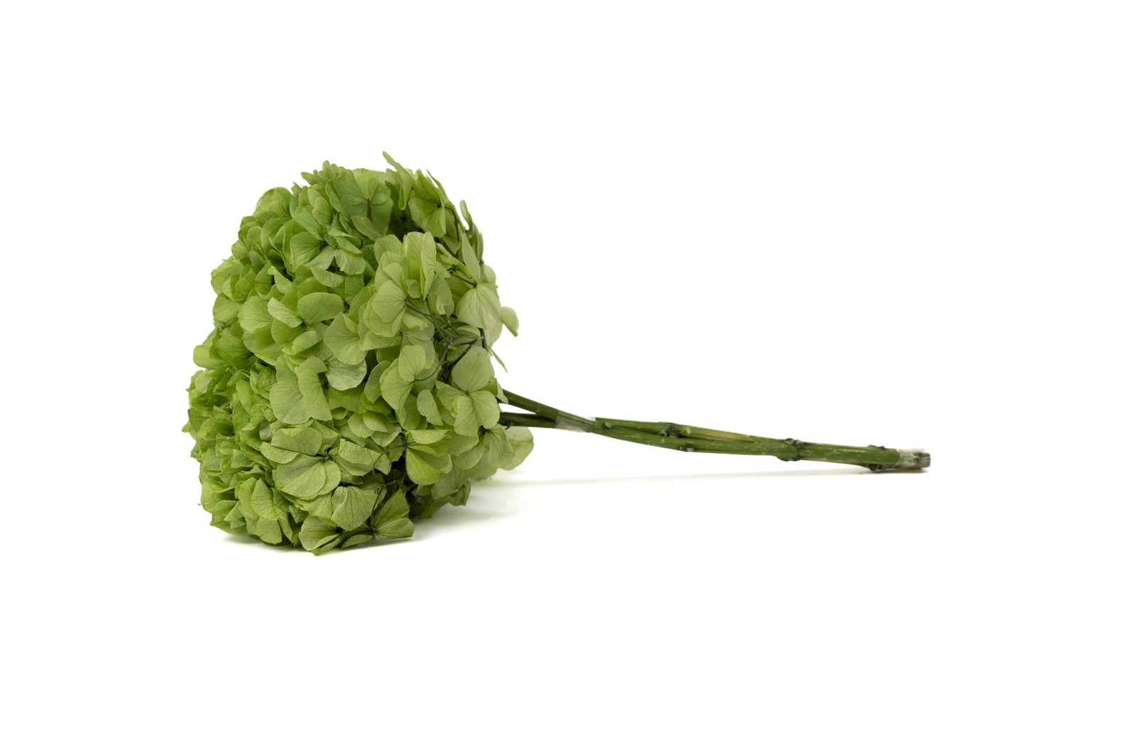 Hortensia stabilisé│vente aux pros│Grossiste en végétaux stabilisées
