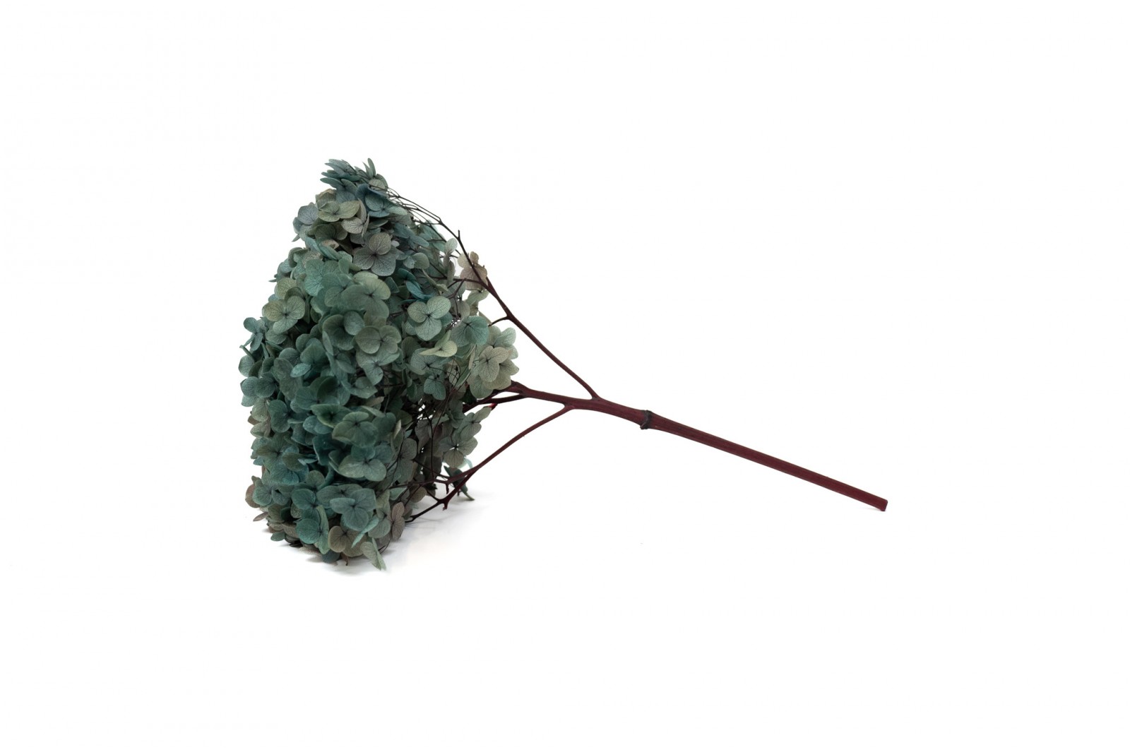 Hortensia stabilisé Anna│vente aux pros│Grossiste en végétaux stabilisées