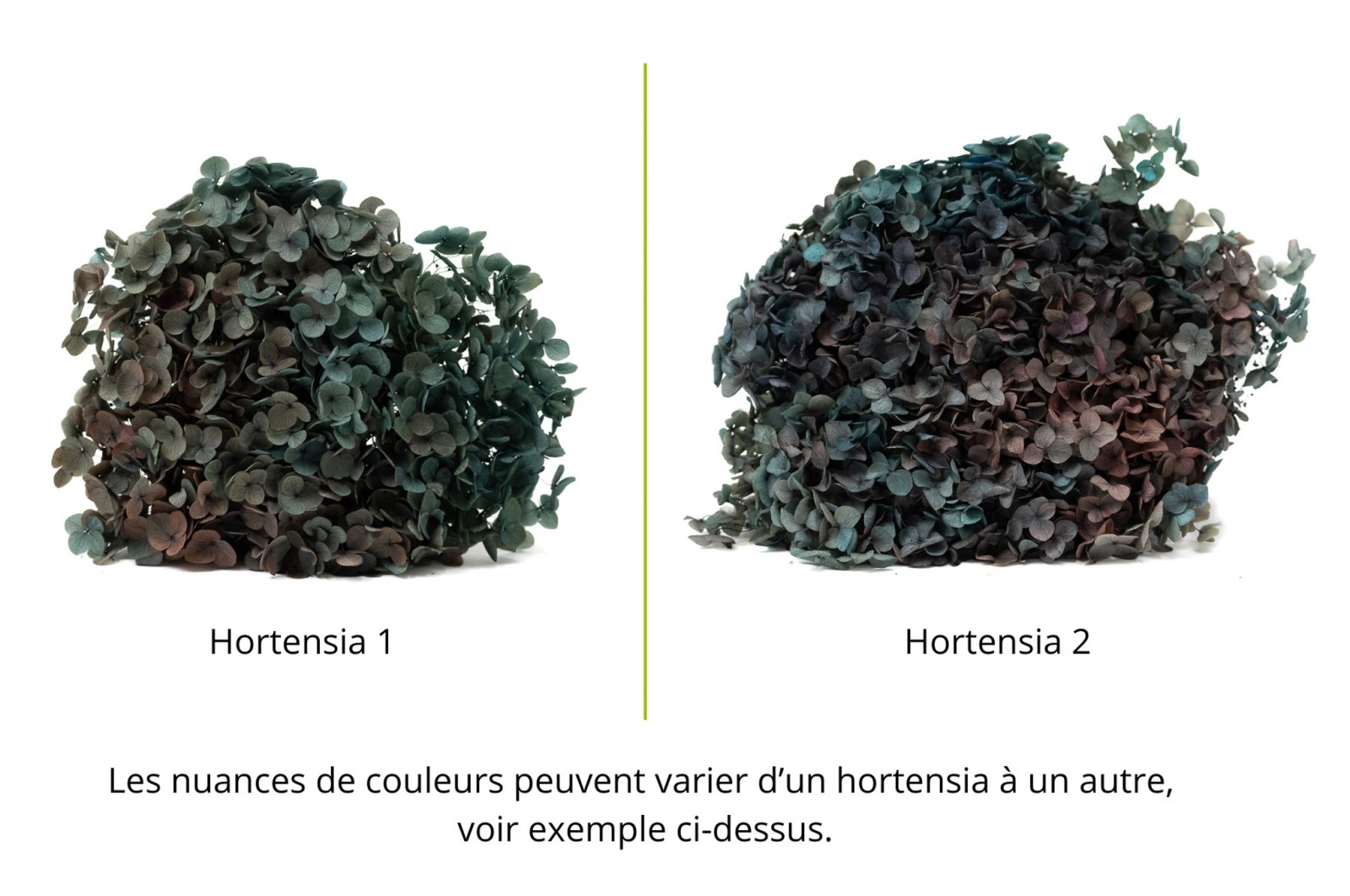 Hortensia stabilisé Anna│vente aux pros│Grossiste en végétaux stabilisées