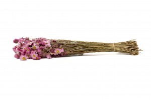 PHOCEALYS│Acroclinium sec│vente aux pros│Grossiste en fleurs séchées