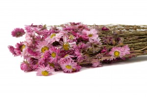 PHOCEALYS│Acroclinium sec│vente aux pros│Grossiste en fleurs séchées