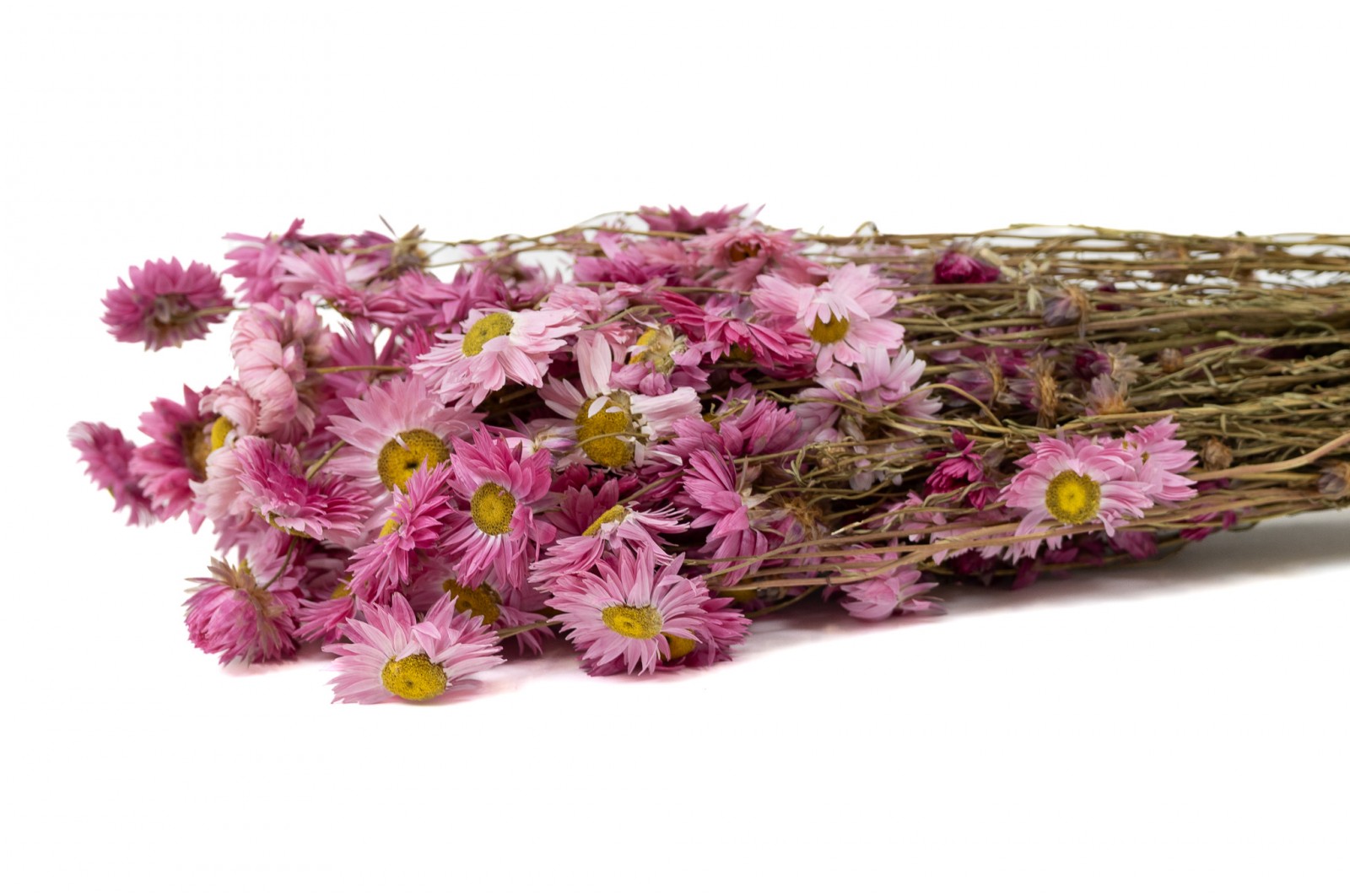 PHOCEALYS│Acroclinium sec│vente aux pros│Grossiste en fleurs séchées