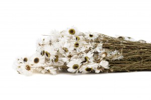 PHOCEALYS│Acroclinium sec│vente aux pros│Grossiste en fleurs séchées