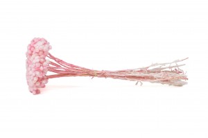 PHOCEALYS│Immortelle séchée│vente aux pros│Grossiste en fleurs séchées