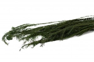 Callistemon stabilisé│vente aux pros│Grossiste en végétaux stabilisées