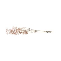 Gypsophile stabilisé│vente aux pros│Grossiste en végétaux stabilisés