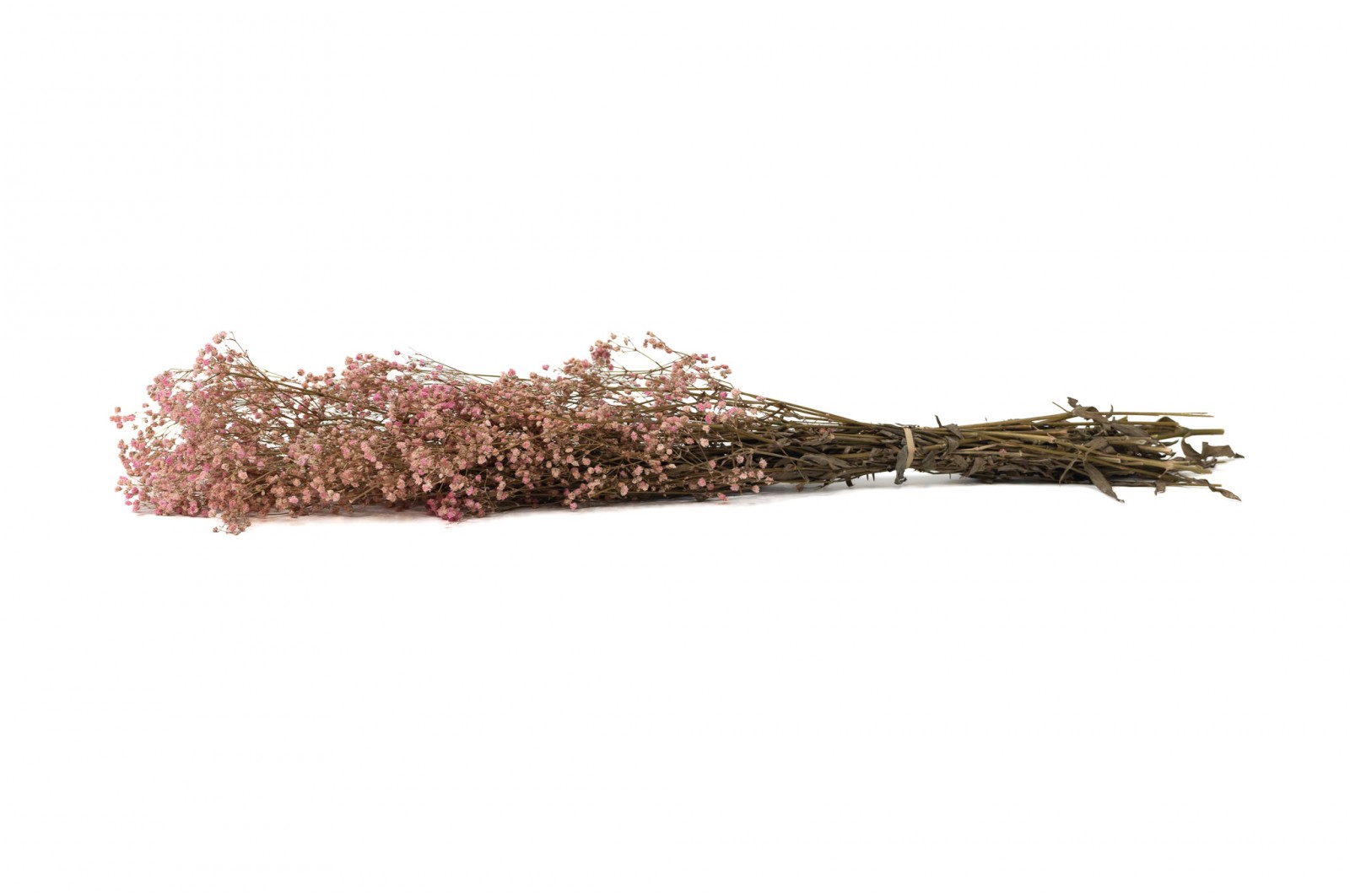 Gypsophile stabilisé│vente aux pros│Grossiste en végétaux stabilisés